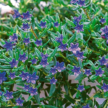 Lithodora diffusa